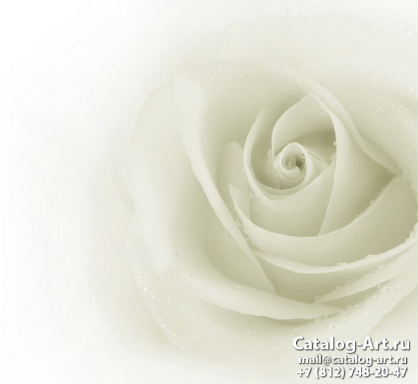 White roses 36